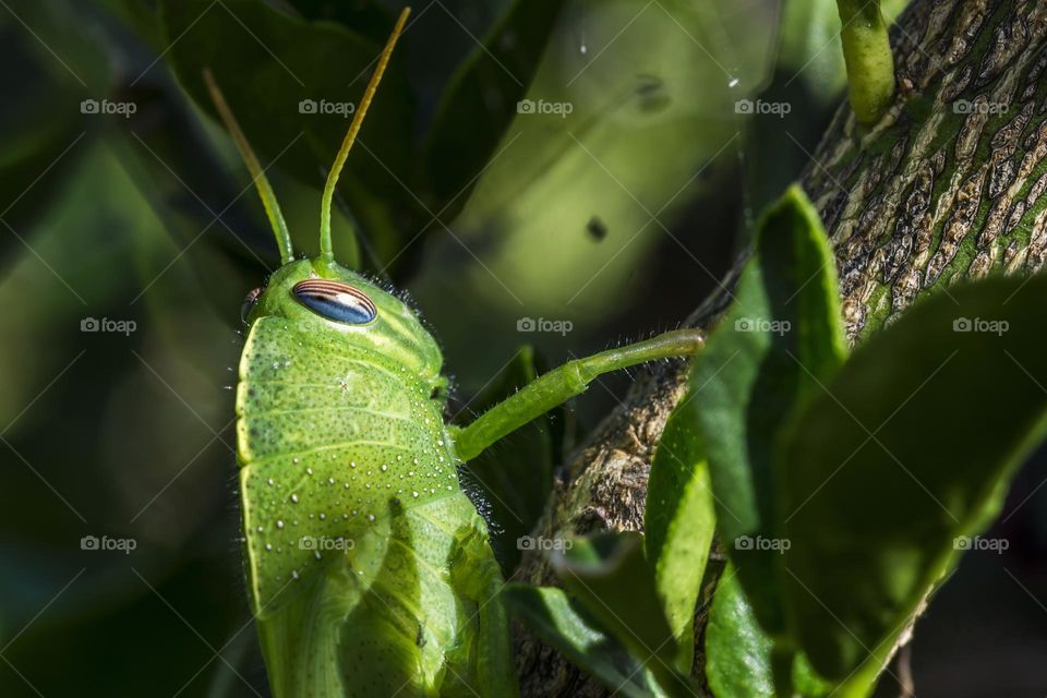 Green grasshopper