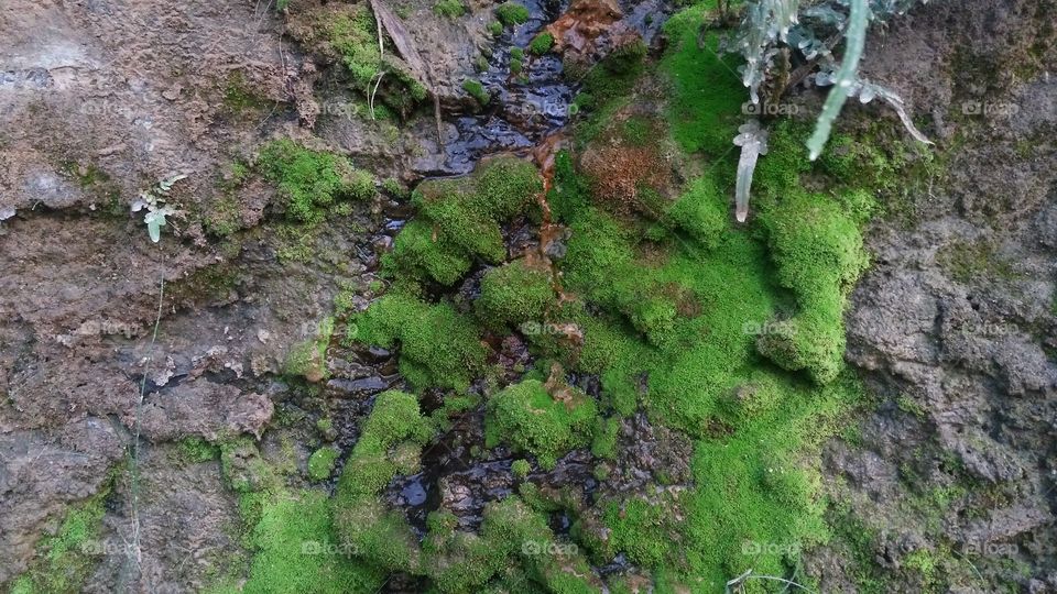 A beautiful scene of valley Moss on the valley edge.