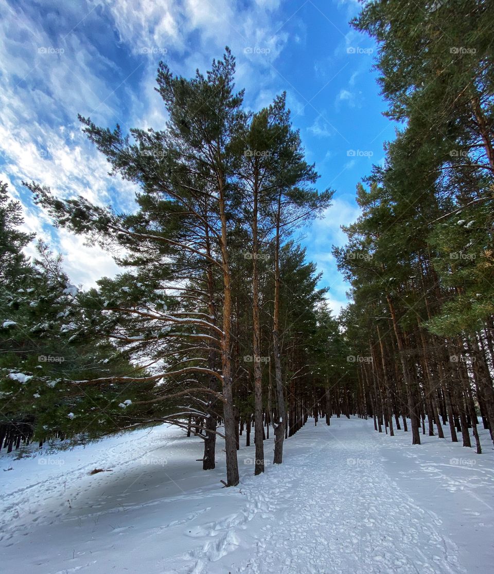 Scenic view on a beautiful winter day 