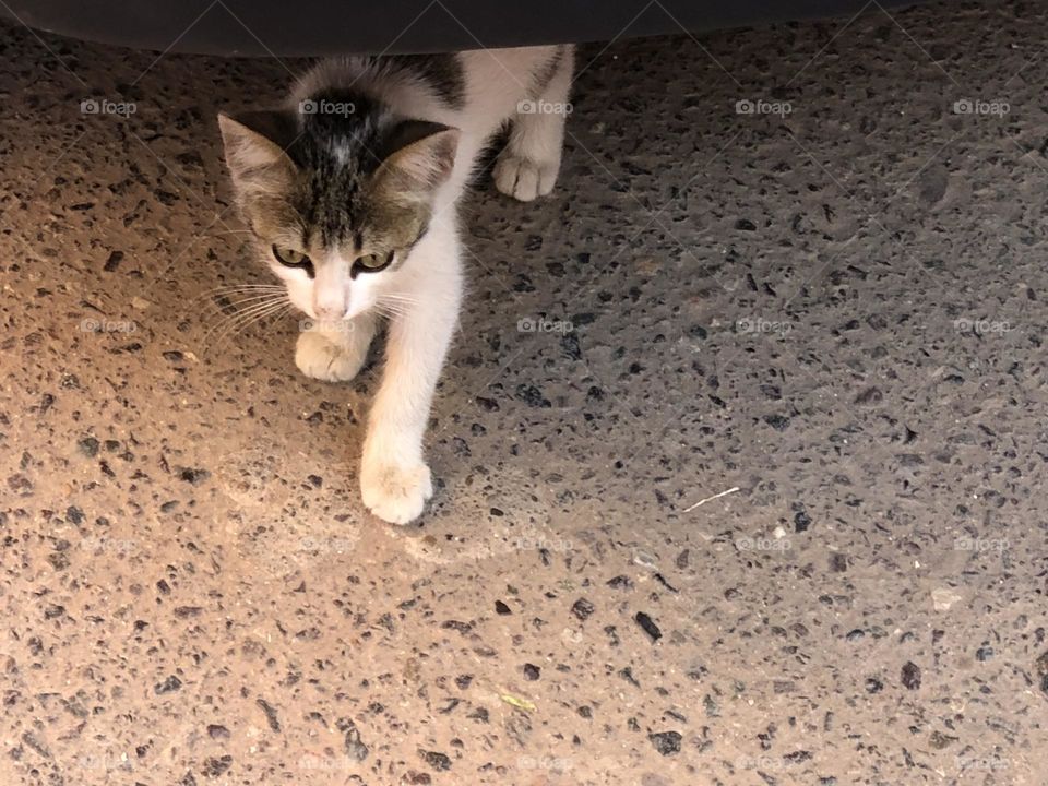 Beautiful cat looking at camera 