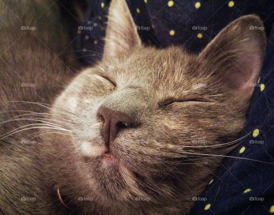 Close up funny sleeping cat face.
