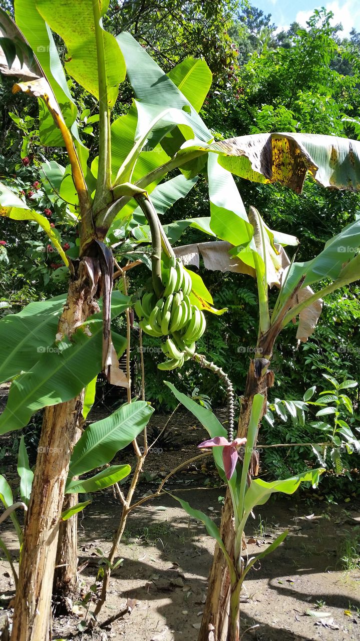 Banana's and it's flower.