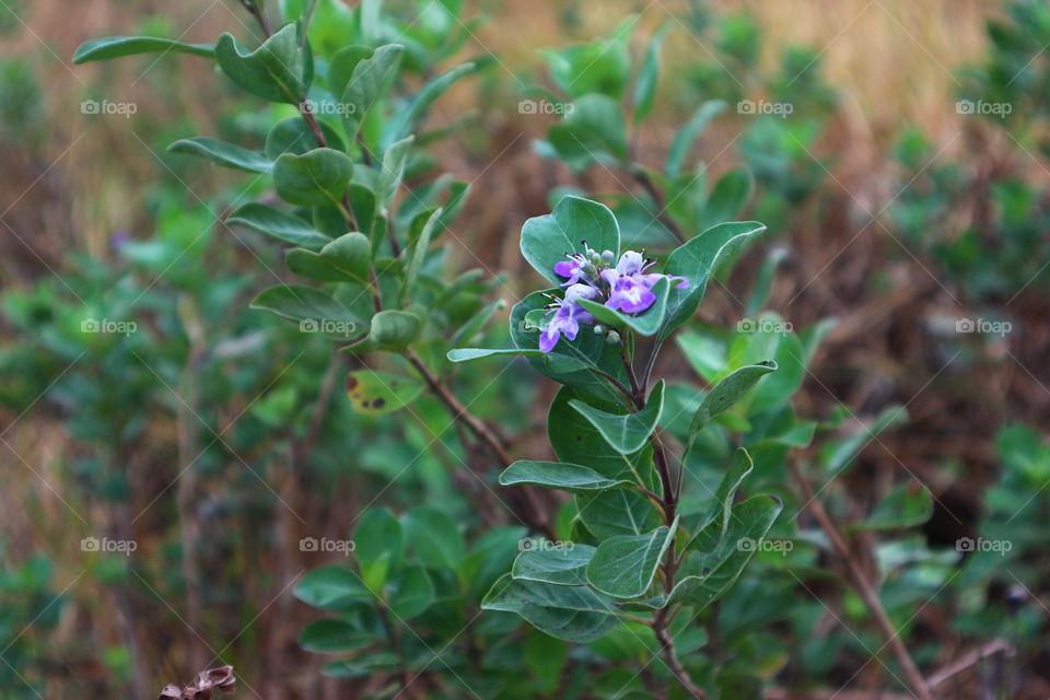 flower purple