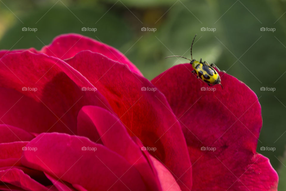 Beetle on a petal