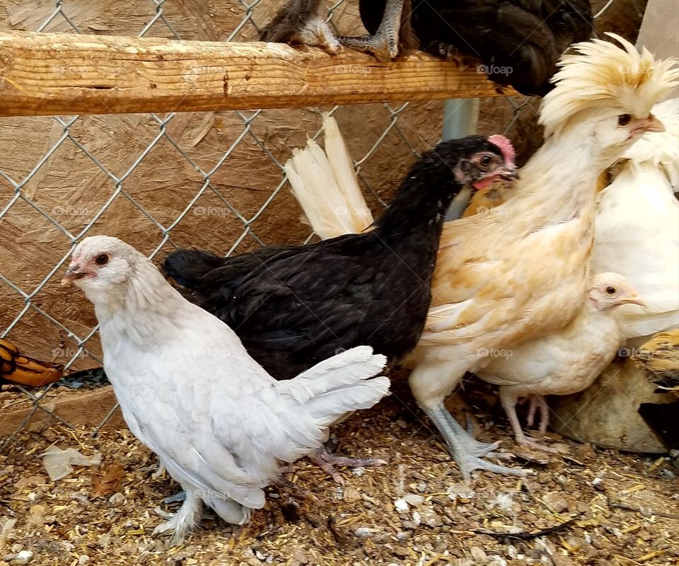 Cute banty chickens... life on the farm
