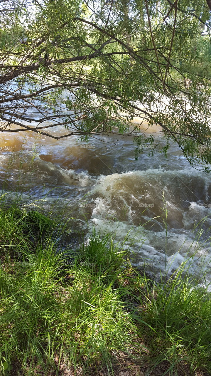 View of river in forest