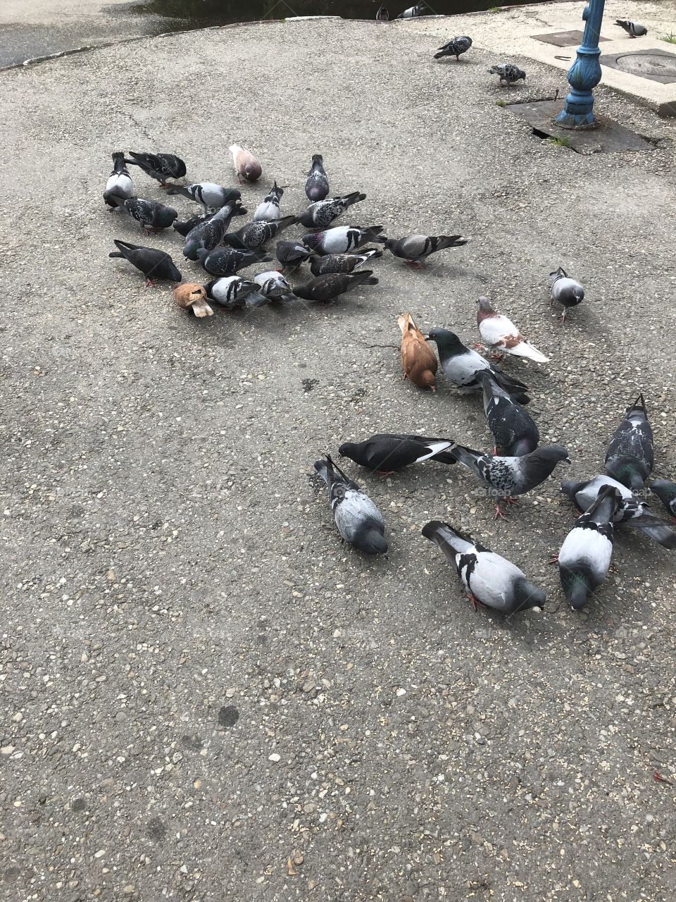 Bird, Pigeon, No Person, Many, Group