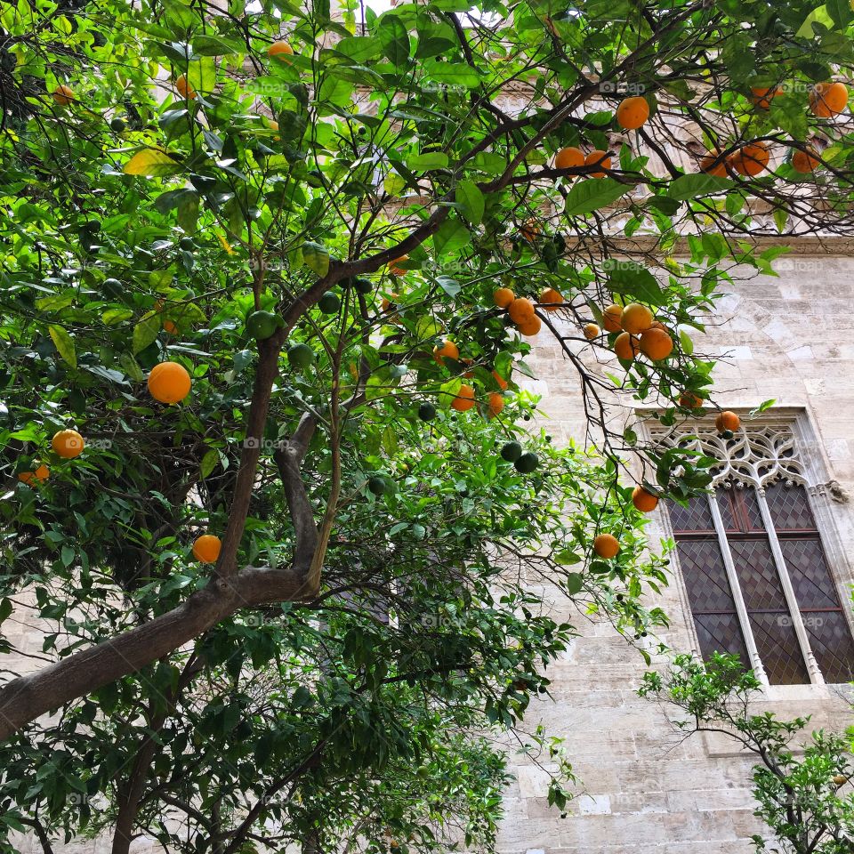 Valencia oranges 