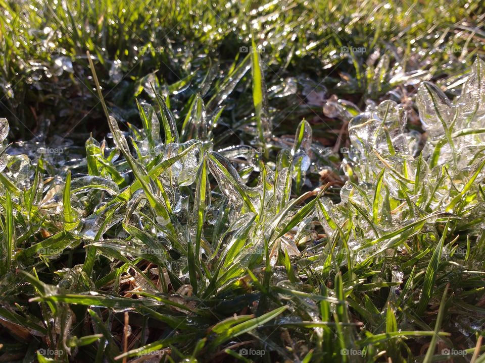 grass encased in ice