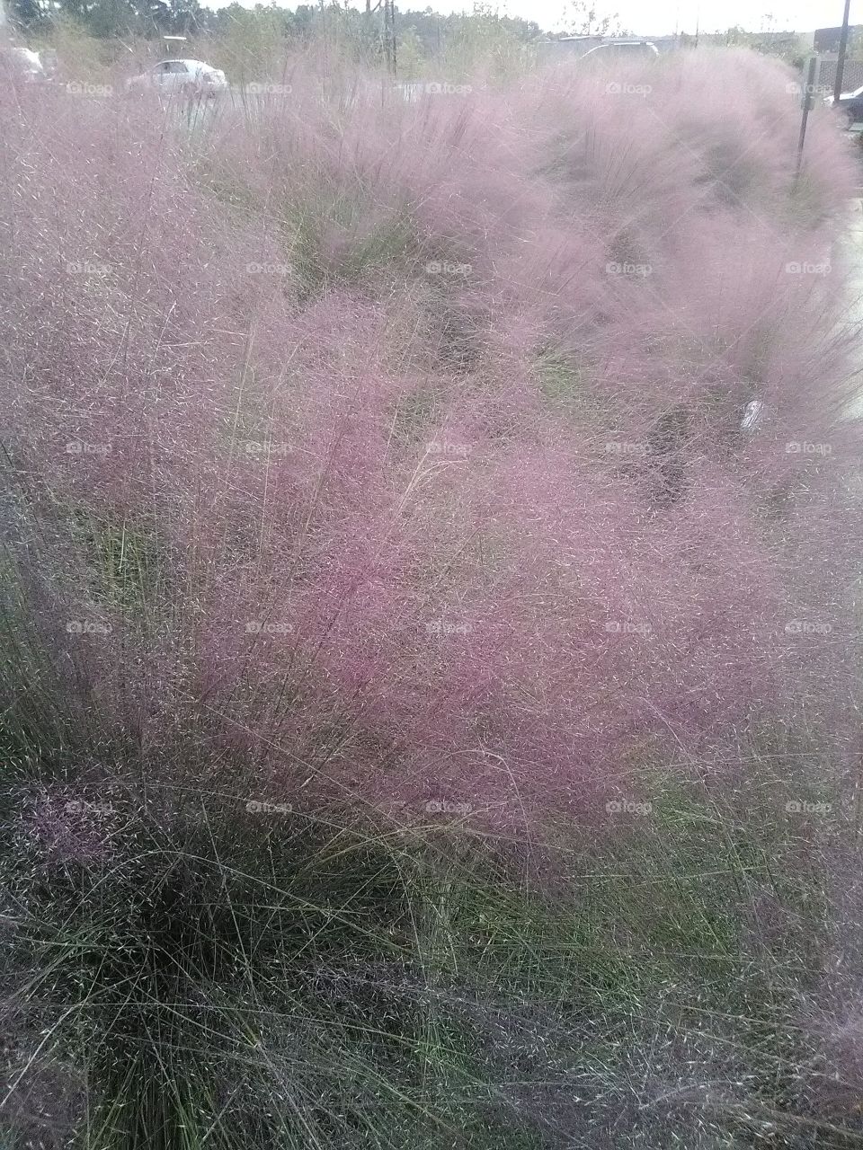 Pink plants