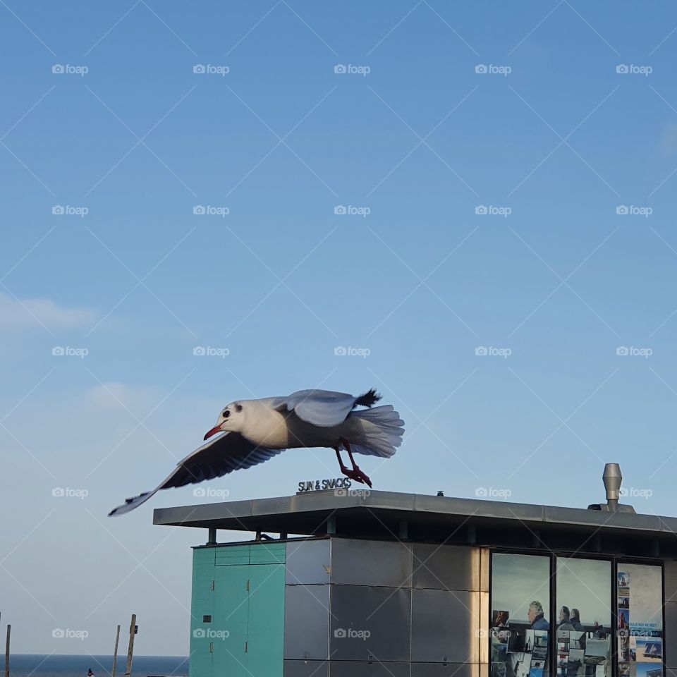 bird flies for its freedom