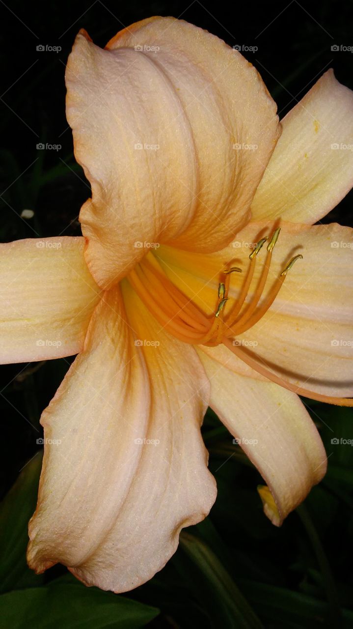 Flower, No Person, Lily, Nature, Flora