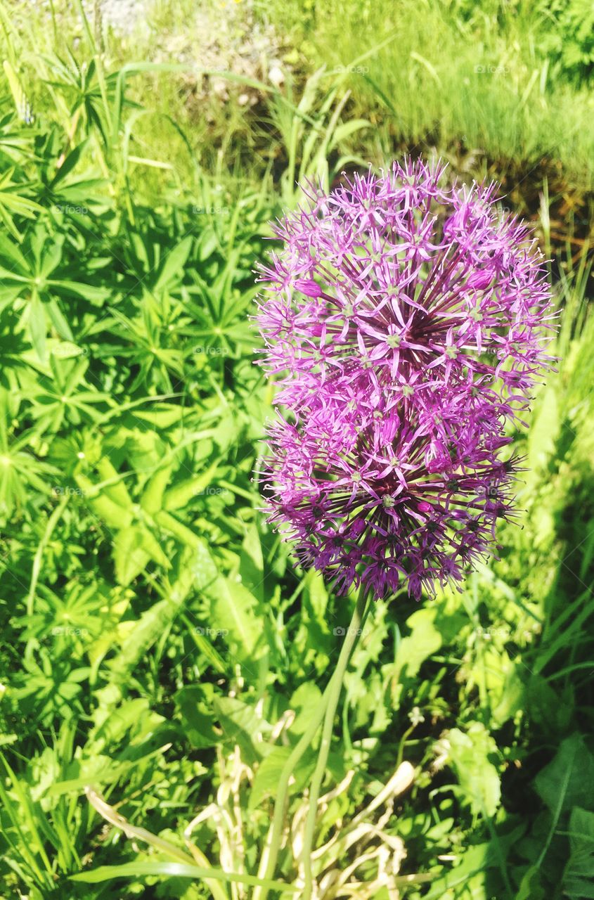 summer flowers sun