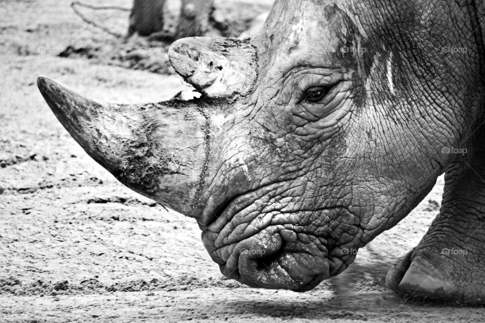 A close up of a rhinoceros face with skin details shot in black and white.