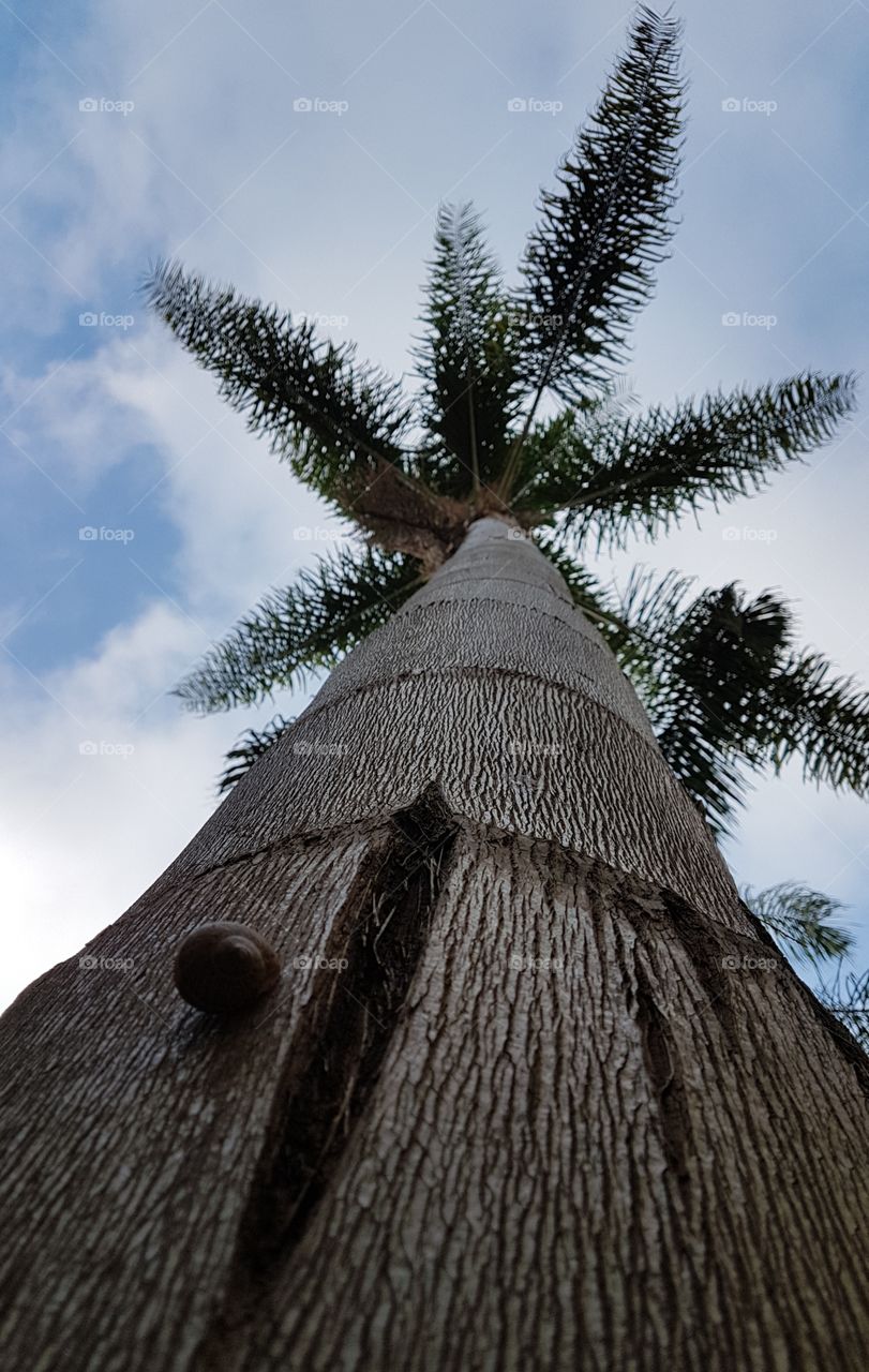 palm palmer green sky green sky