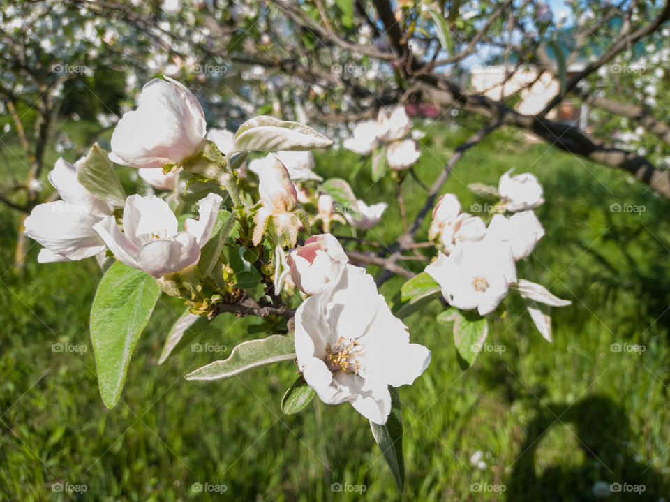 The color of quince. May. Garden.