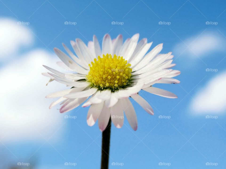 Daisy stood against blue sky and fluffy white clouds