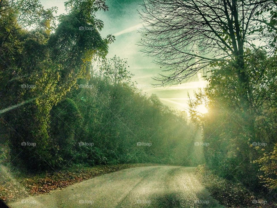 Forest in the car