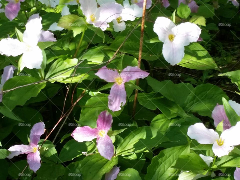 Wild Trillium Spring Blooms