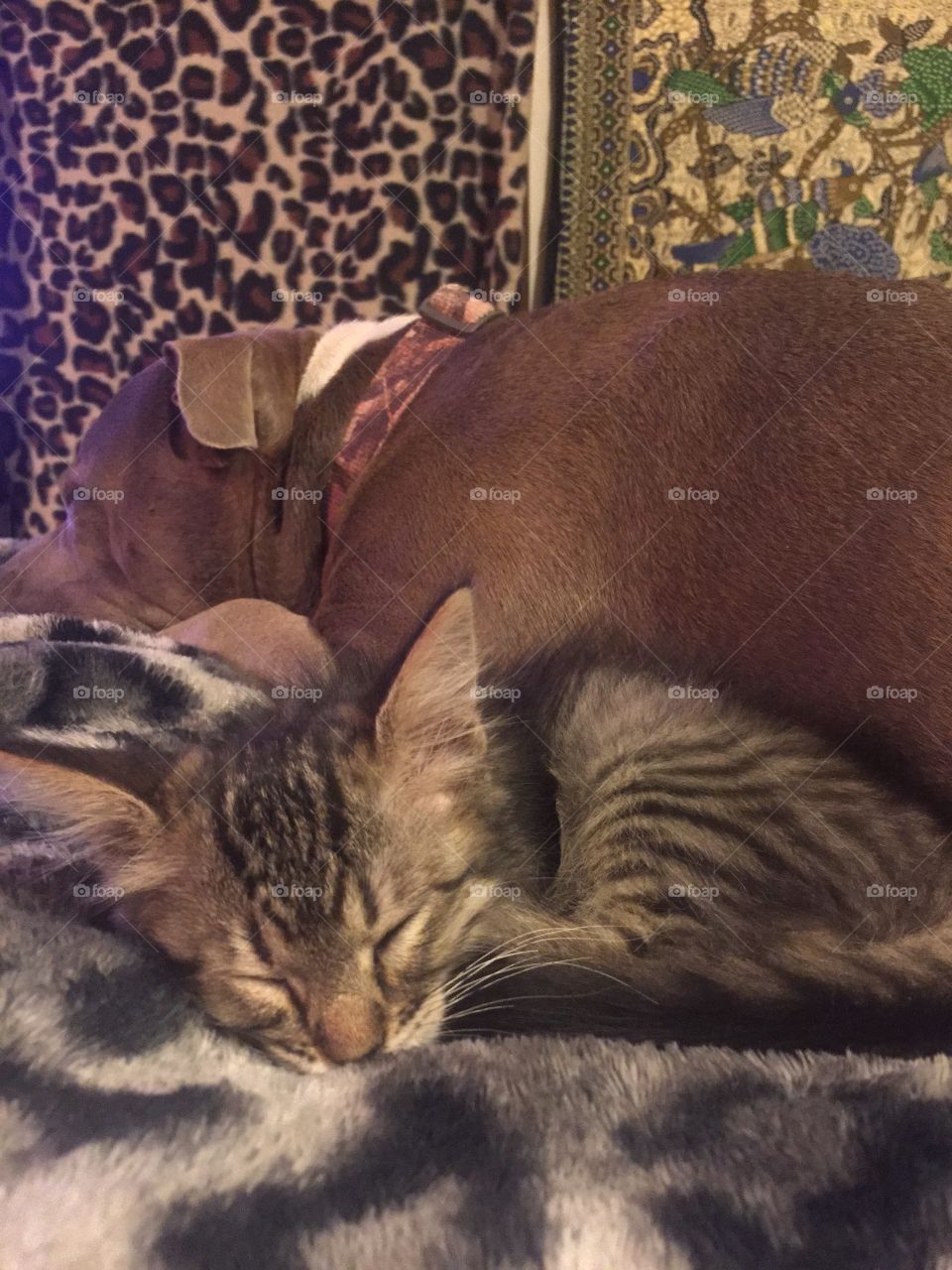 Aries and Mendo cuddling 