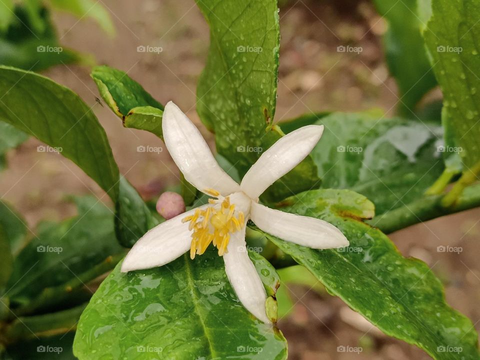 The Lemon tree blossom