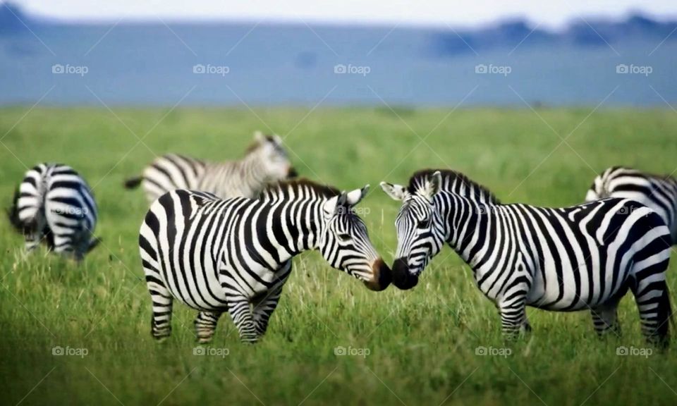 Zebras in the natural habitat