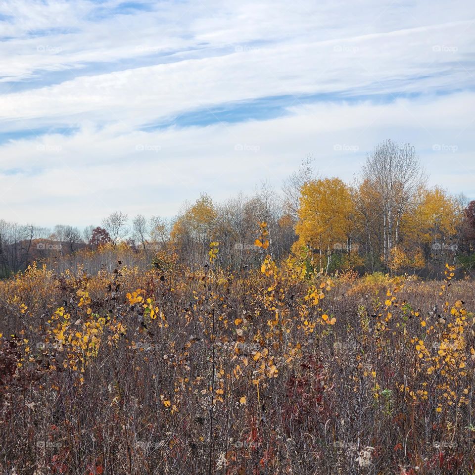 Poplar Grove in the fall