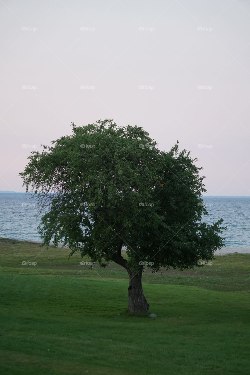 Tree by a lake. 