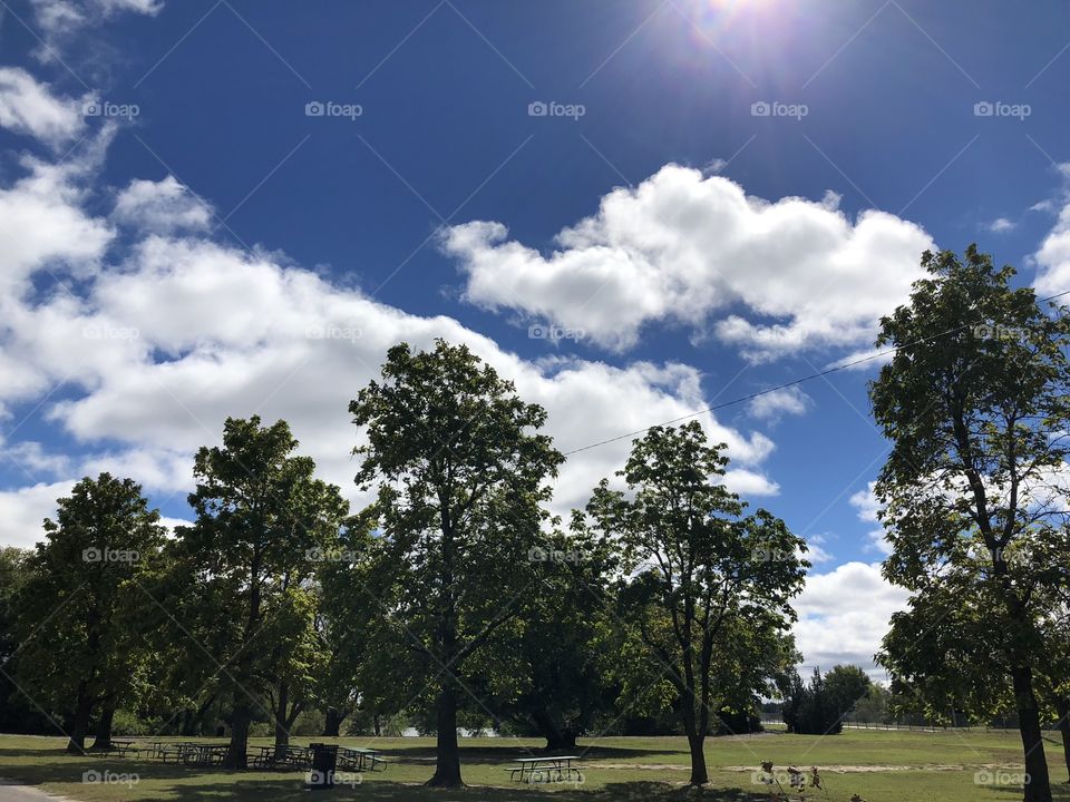 Trees and clouds at the park