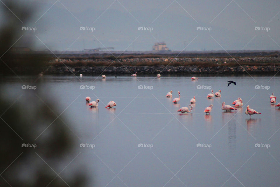 The Flamingos