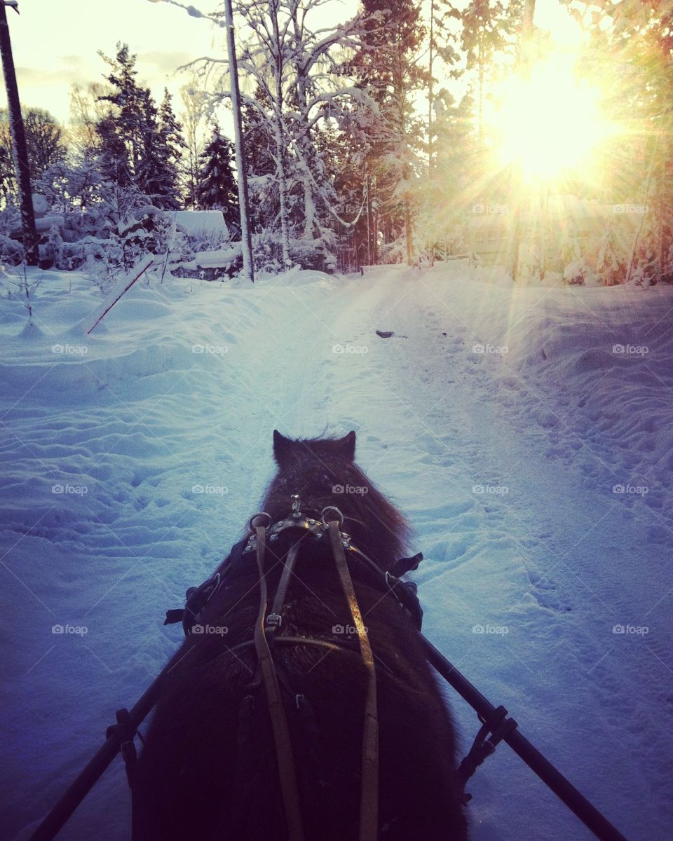 Horse power in the snow