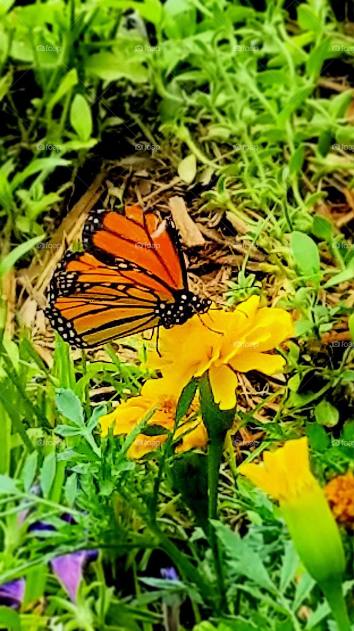 monarch butterfly on marigolds