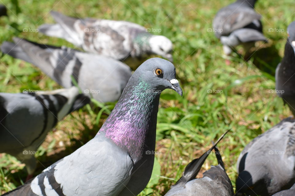 doves birds beautiful on a green grass background