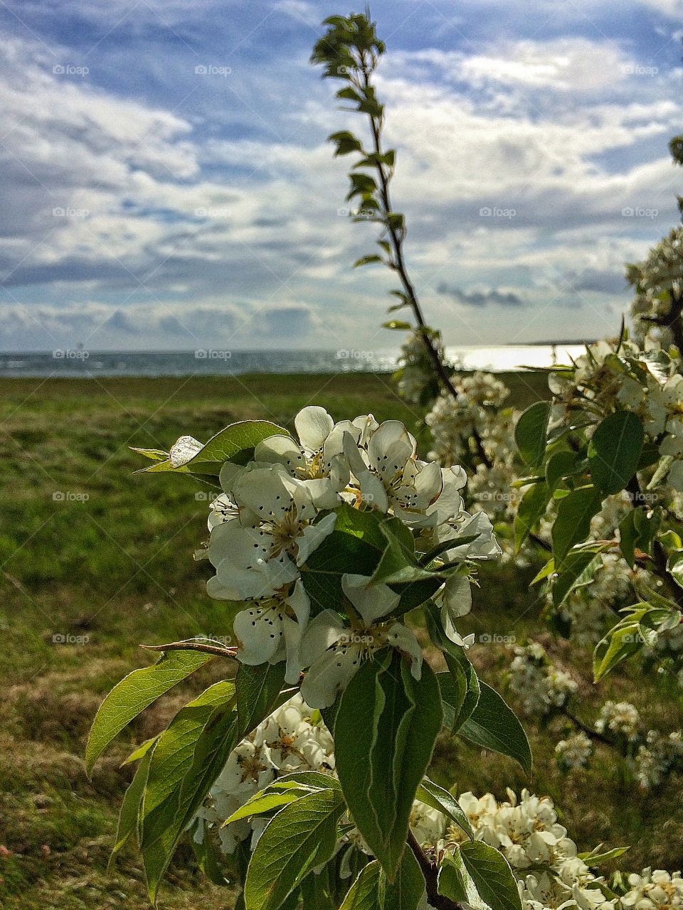 Apple blossom with a view