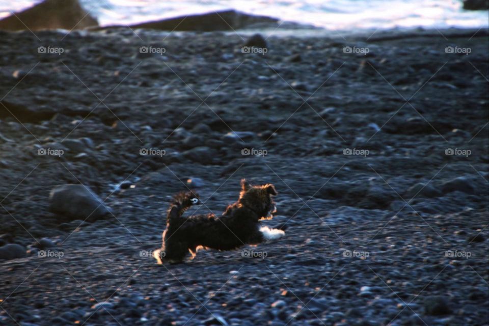 Small dog jumping around on the black beach by the sea