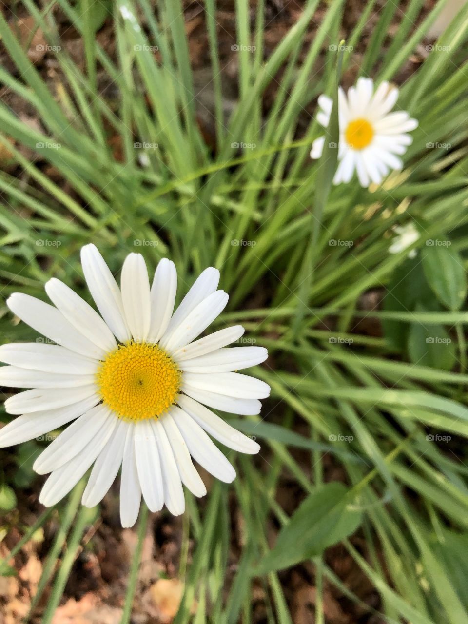 Foreground focus on daisy in garden 