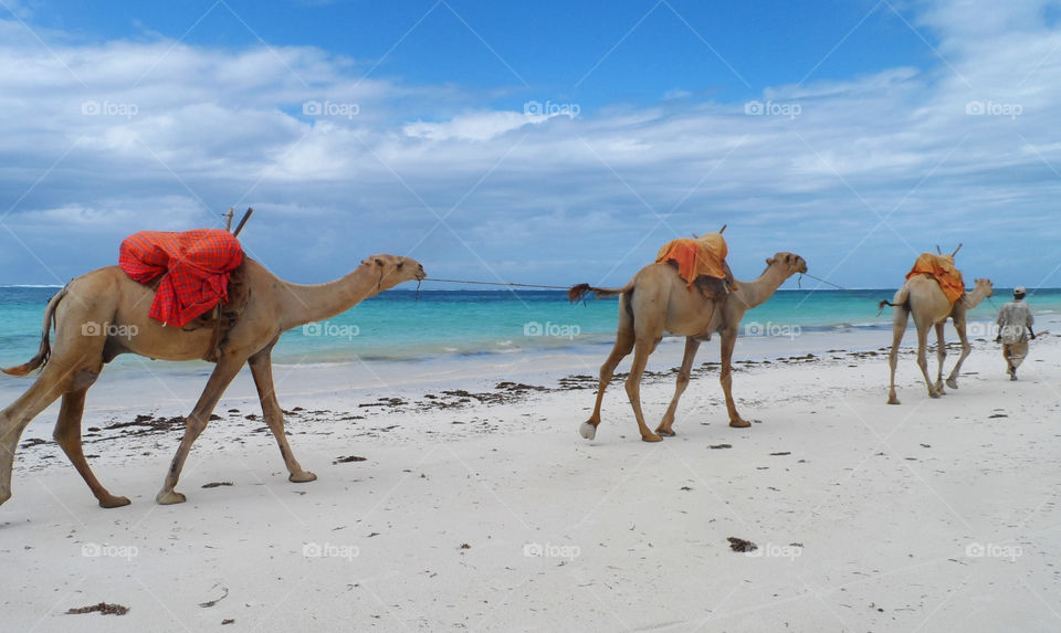 Camels crossing a white sandy beach next to a turquoise ocean.