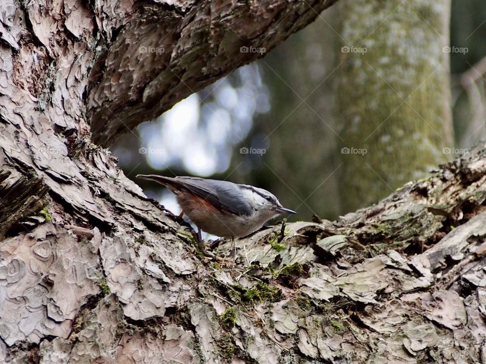nuthatch