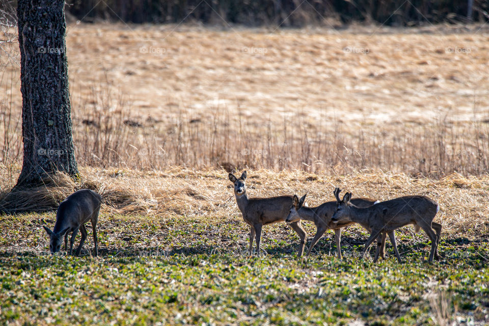 Fauna. Deers. Wildlife.