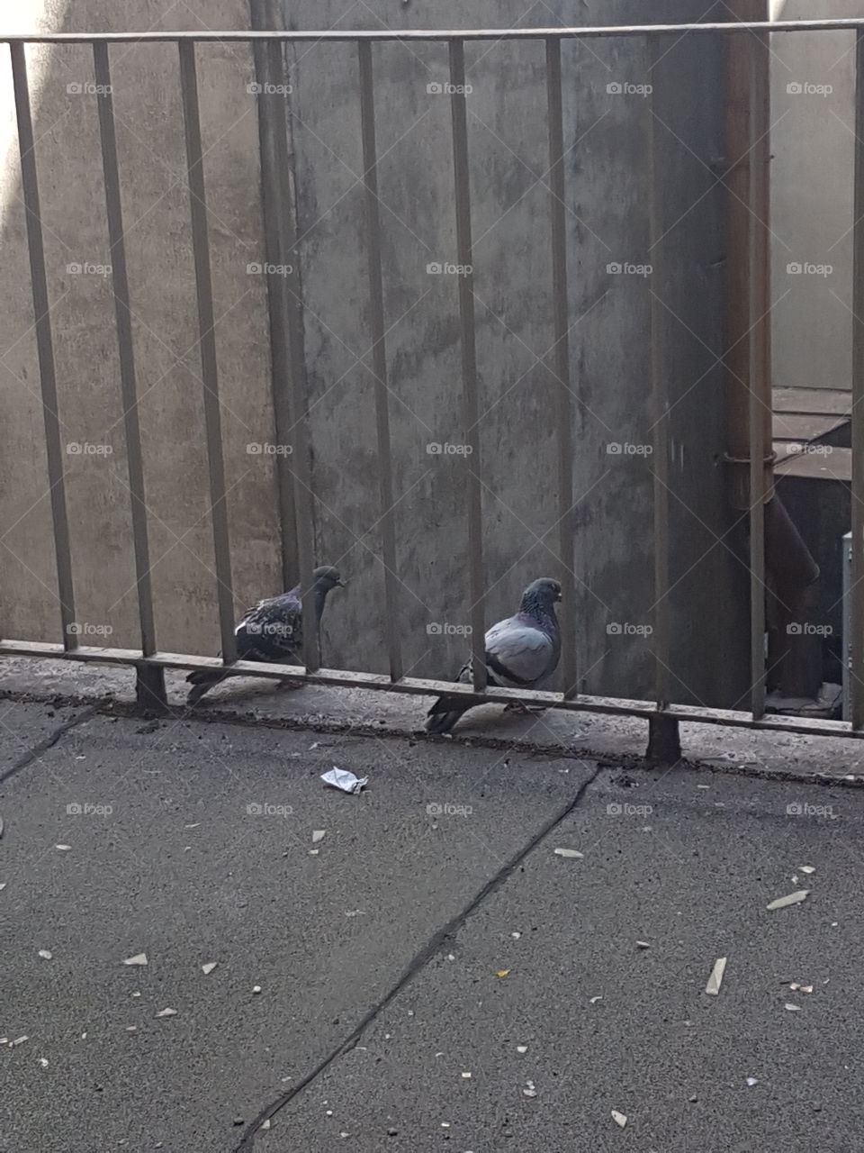 pigeons on the balcony