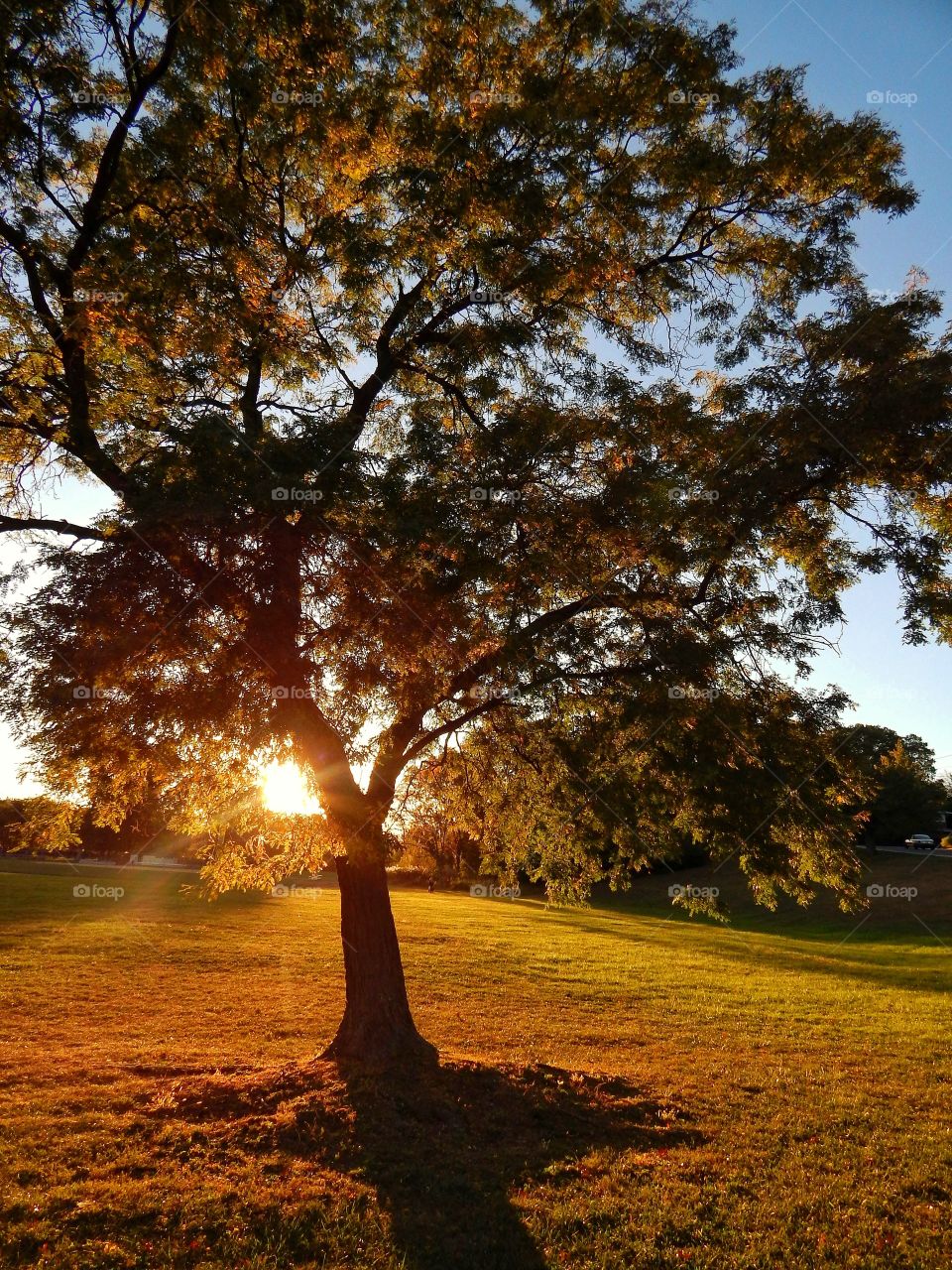 Natural Light Through A Tree