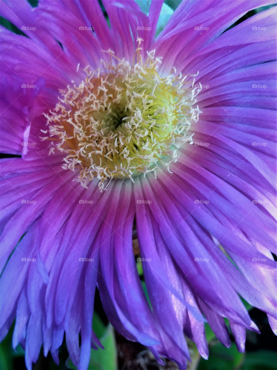 intense tropical flower