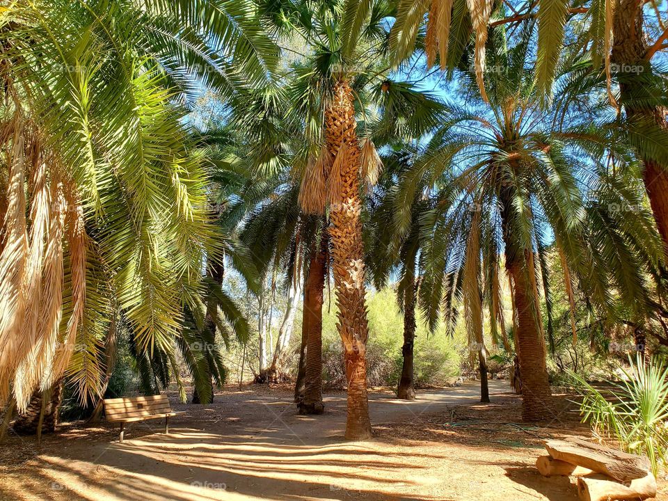 stand of palm trees