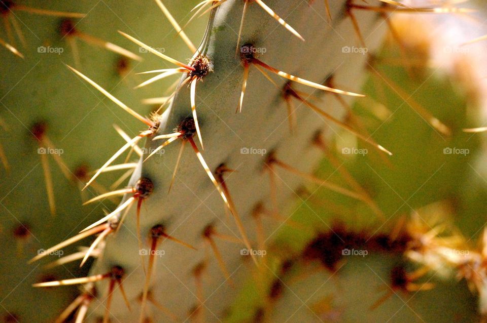 cactus group1 by refocusphoto