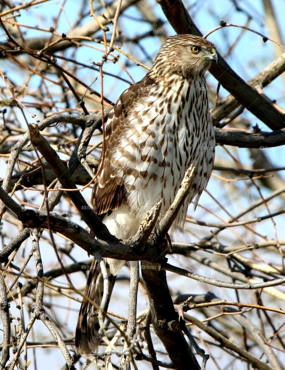 Cooper's Hawk in a Tree
