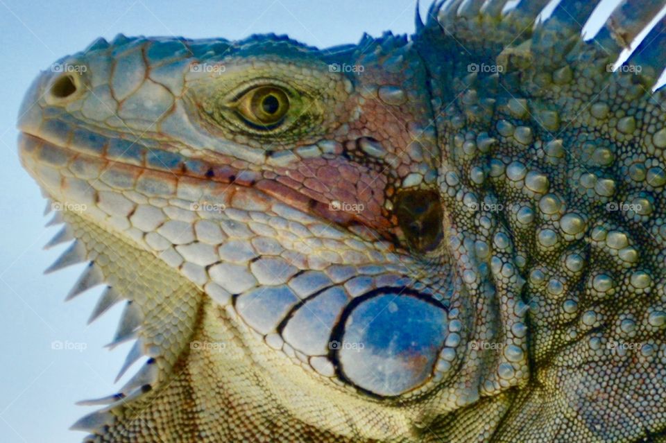 Lizard Eye 