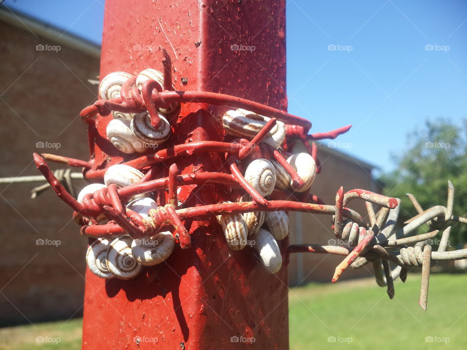 Snails and barbed wire