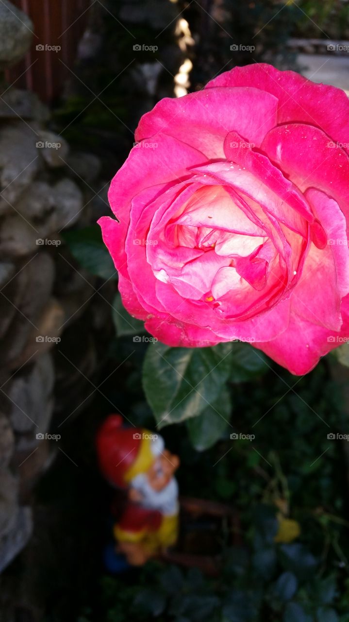 rose