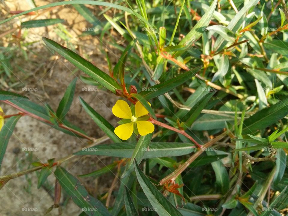 a beautiful flowers in the field.