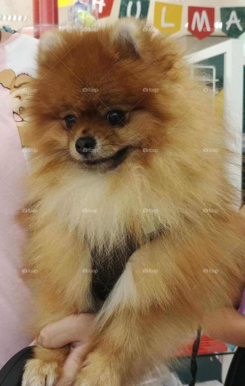 dog hund fell haustier best friend beautyful spitz animal hair